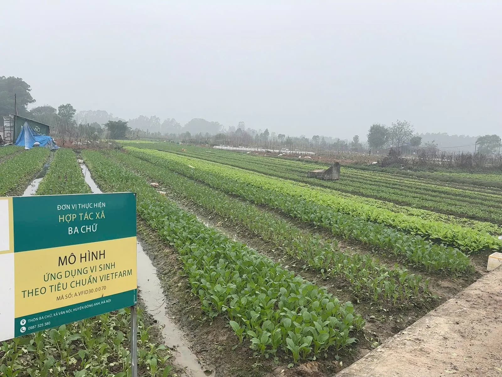 Luống rau tại vùng trồng Hà Nội