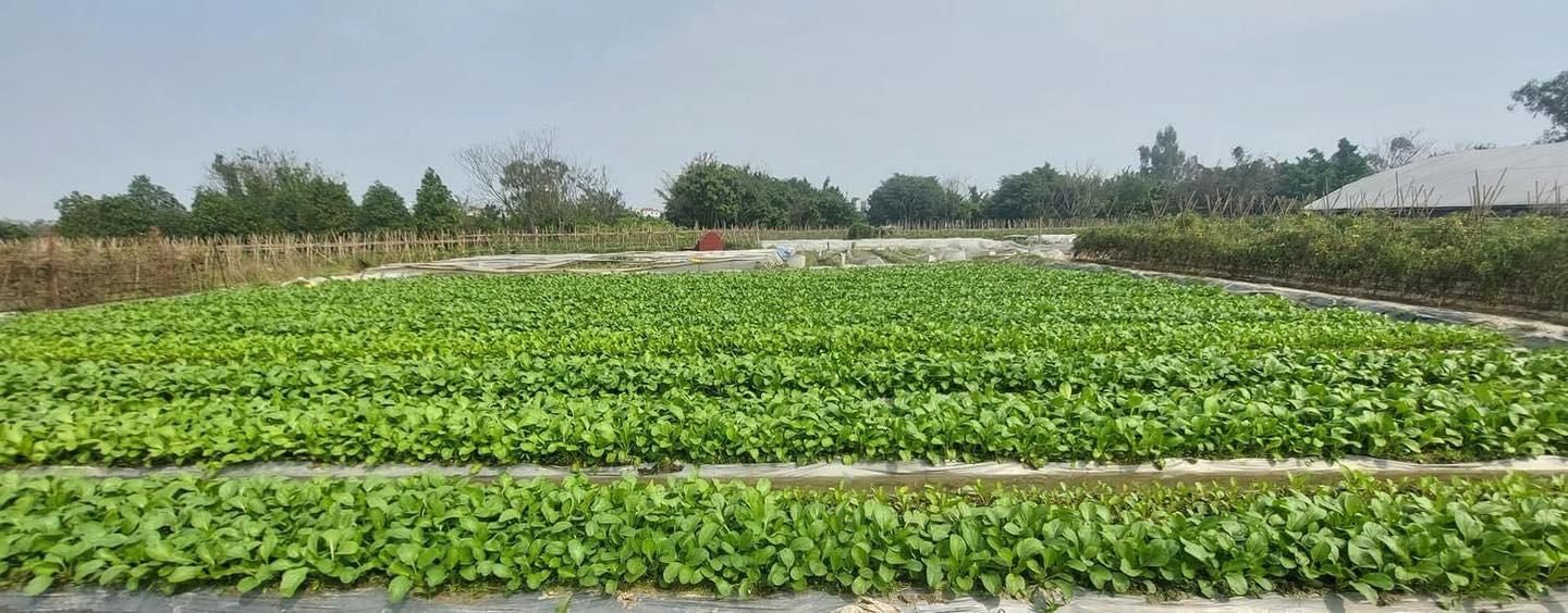 RAU CỦ QUẢ BA CHỮ